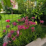 Apartment Lupus Vodice